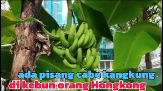 berkunjung kebun orang Hongkong banyak cabe dan kangkung