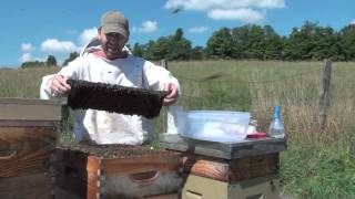 Honeybee Sugar Shake Mite Count