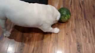 TaTa, Bull Dog loves watermelon