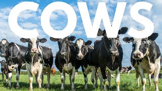 Cows in Harmony | Pastoral Serenity 🐄