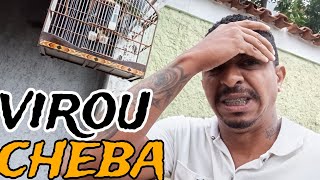 CUIDADO ! OLHA O QUE ACONTECEU COM O PAPA CAPIM LEVITA DEPOIS DE CRUZAR , NAO PRESTA MAIS @MANOTOM