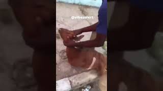 Goat CPR? Watch till the end.