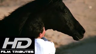 The Black Stallion Returns • Main Theme • Georges Delerue