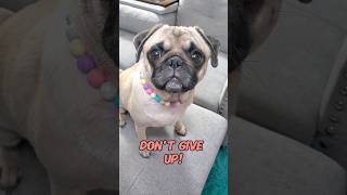 motivation from a pug 💜💜 #dog #pug #cute #funny #pets #fyp #shorts