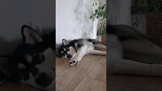 Lazy Sunday 🤫 #dog #shorts #alaskanmalamute #shortsvideo #cute #pets #doglover #youtubeshorts