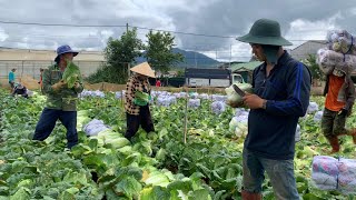 Thu hoạch BẮP CẢI THẢO Đà Lạt.