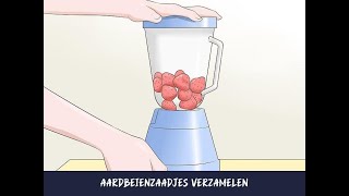 Aardbeienzaadjes verzamelen