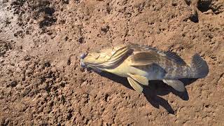 estuary cod