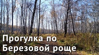 Прогулка по Березовой роще