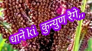 new kumaoni status video,, ( असोज ) asoj  Special video kumauni, by   गौरव बिष्ट song  💘💘