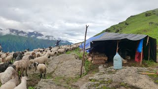 Peaceful & Relaxing Himalayan village Life in Rainy Day | Nepal | Real Sheep Shepherd Himalayan Life