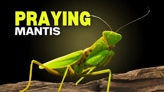 Fascinating life of PRAYING MANTIS!