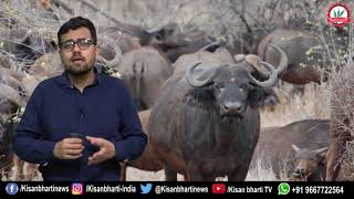 भैंस पालना डेयरी उद्द्योग के लिए बहुत फायदेमंद || Buffalo is very beneficial for dairy industry