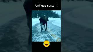 Pildora8 Animales Asustados: la compilación más divertida #humorviral #fannyvideo #shorts