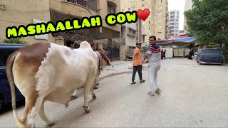 ALHAMDULILLAH masoom cow a gai😍Qurbani k liye❤️