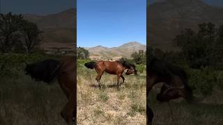 This beautiful Arab-Egyptian horse 🐎 walking around in the nature #animals #shorts