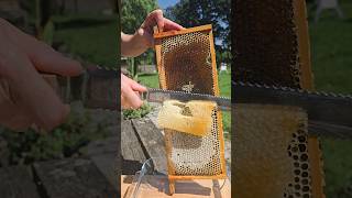 raw English honey #honeycomb #rawhoney fyp #youtubeshorts #viral  #honey #bee #beelife