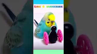 Cute ☺️ budgie playing with new toy! #birds #animal #viral #cute#parrot