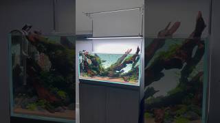 Nature Aquarium Layout | Hồ thuỷ sinh trồng chân châu ngọc trai trên lũa sau 2 tuần.