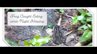 Finding Some Cool Critters After A Nice Rain! (BACKYARD HERPING)