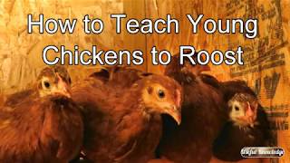 How to Train Young Chickens to Roost | Useful Knowledge