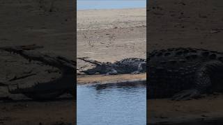 Encounter with the American Crocodile: Majestic Predator of the Mangrovesof Ventanilla  #Animals