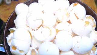 How to Process Egg Shells for Use