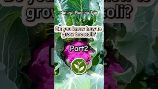 Do you know how to grow broccoli? Part2 #shortvideo #garden #youtubeshorts #plants #viralvideo