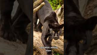 Top-3 Little Known Facts About Florida Panther