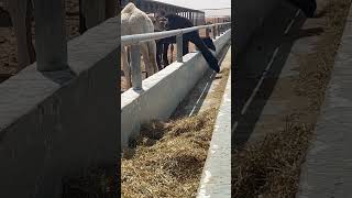 Camel calves can grind toughest hay, you can hear the voice