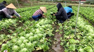 Thu hoạch XÀ LÁCH MỠ Đà Lạt ngay trong ngày mưa bão số 3 đổ bộ.