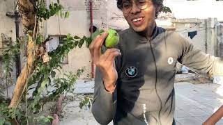 अमरुद तोते खा गए 🦜🦜😂|| #dailyvlog #youtubeindia || #vikasvlogs ||