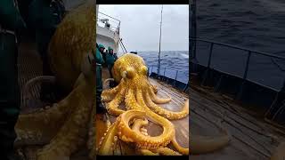 Giant Sea Monsters Caught by Fishermen! 🐙🎣#GiantSeaCreatures #FishingDiscoveries #OceanMysteries