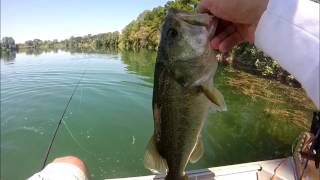 Un bel bass a TOPWATER - The Bass Factory Guide Service - Pisa, Italy