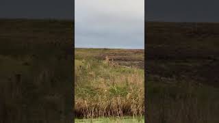 Fox chasing a hare near staining Lancashire