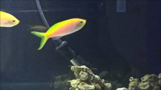 Got fish -School of Bartlett's Anthias