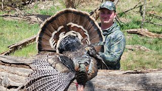 Merriam gobbler at 6 yards! First Turkey of the Year!