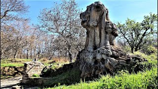 PEDRAZALES DE SANABRIA_COMARCA DE SANABRIA_ZAMORA