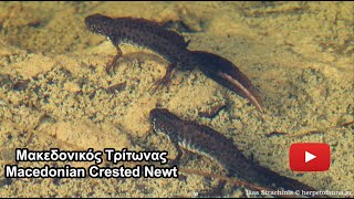 Μακεδονικός Τρίτωνας -  Macedonian Crested Newt, Triturus macedonicus