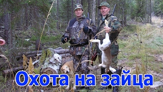 Охота на зайца. Hunting for hares