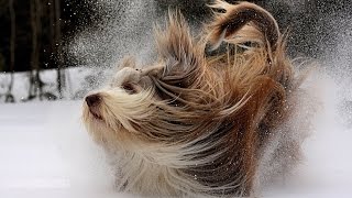 Dog playing in the snow