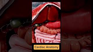 Anatomy of Heart animation#trendingshorts#trending#shorts#shortvideo#heart#heartbeat#viralvideo