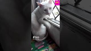 cat video#funny #shortvideo # @bestshorts188 ​#funny #shortvideo #animals #monkey