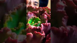 Unboxing #suculentas exóticas #plantas #jardin #cactus #echeveria #succulents