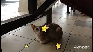 This street cat is waiting calmly for the rain to stop at the hawker centre 😺