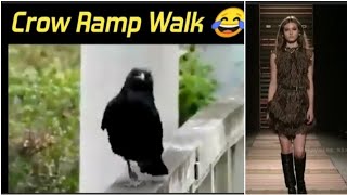 Crow Ramp Walk #fashionshow #crow #catwalk #funny #shorts funny WhatsApp status video