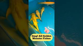 Albino Gold Aligator is so premium fish 🥰❤️ #fish #aligatorfish #aligatorgar #monsterfish #shorts