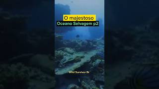 O Majestoso Oceano Selvagem p2 #vidaselvagem