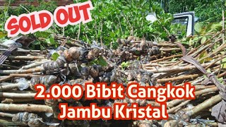 Panen Bibit Cangkok Jambu Kristal 🌱