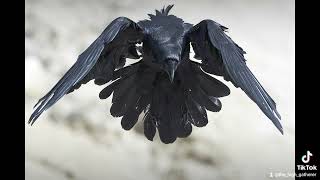 The Mysterious Voice of the Raven: What is it Hiding?